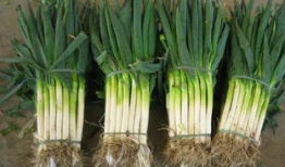 大葱的种植方法视频,视频教程详解